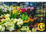 A vendre magasin de fleurs à La Roche Blanche
